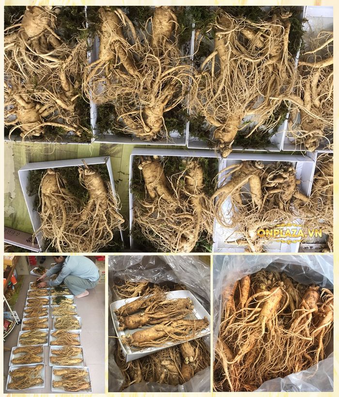 Cận cảnh quy trình khai thác sâm tươi Hàn Quốc 11