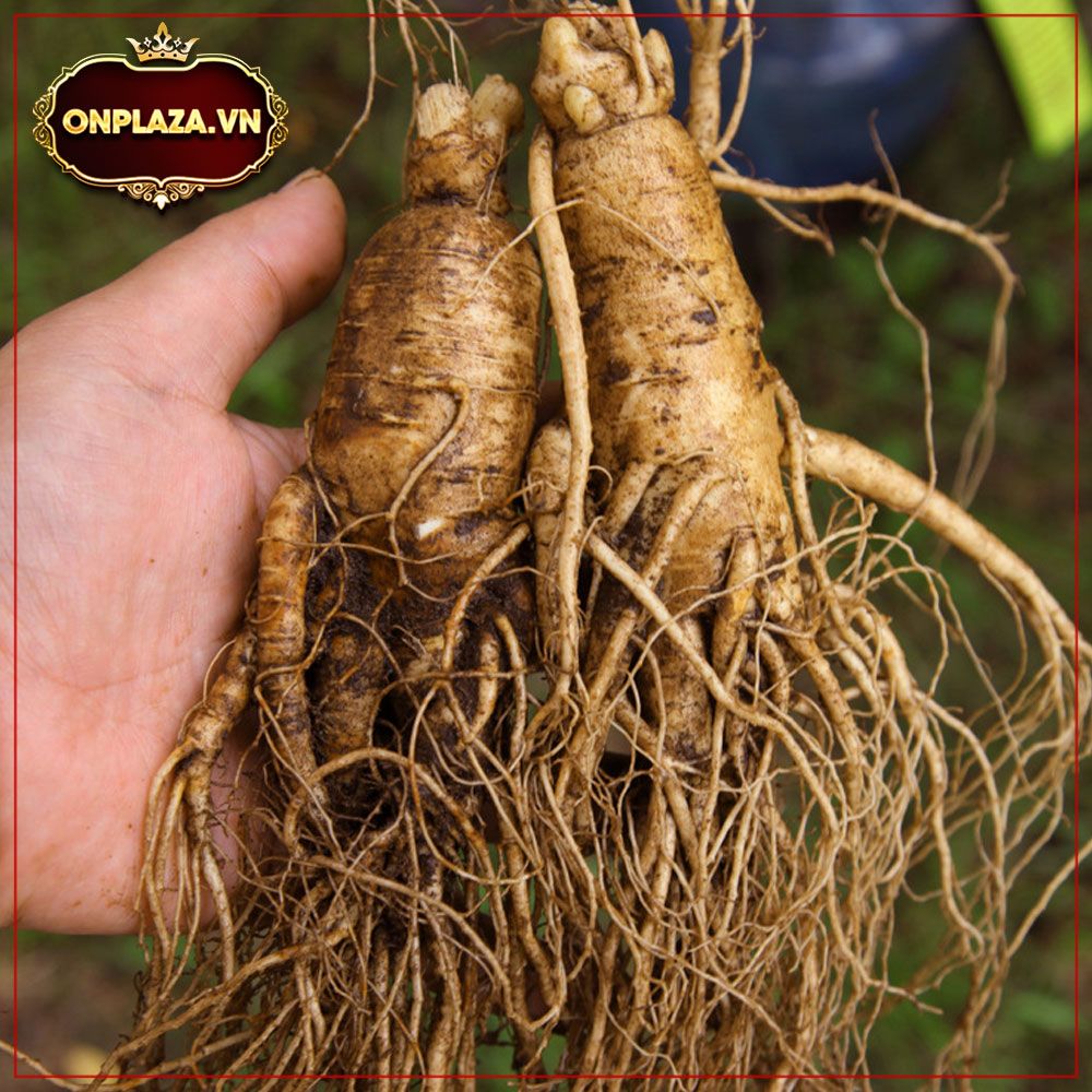 Nhân sâm tươi núi Trường bạch 6 năm tuổi 2