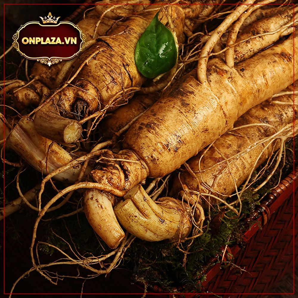 Sâm tươi núi Trường Bạch 6 năm tuổi làm quà biếu 
