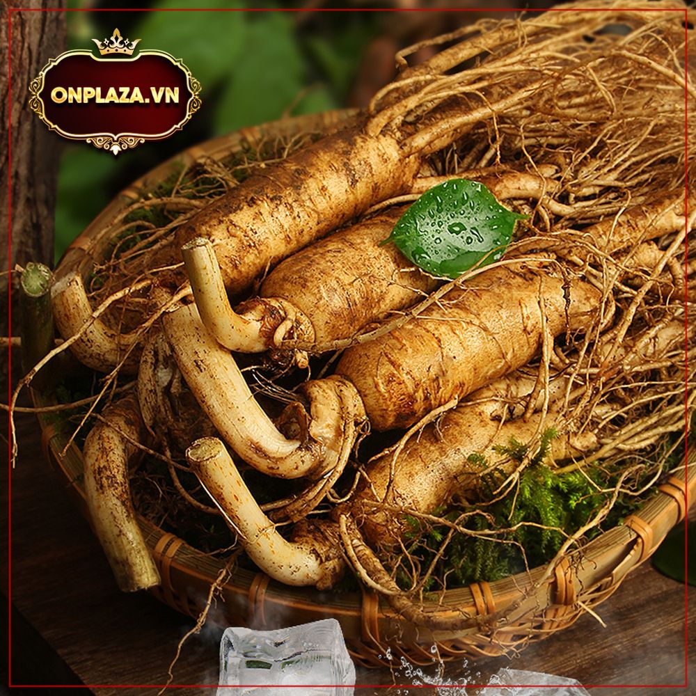 Sâm tươi núi Trường Bạch 6 năm tuổi làm quà biếu 1