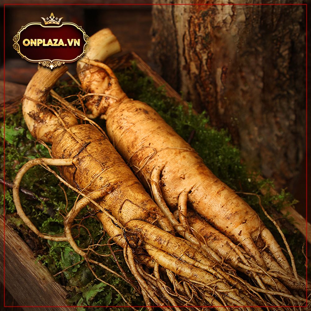 Sâm tươi núi Trường Bạch 6 năm tuổi làm quà biếu 2