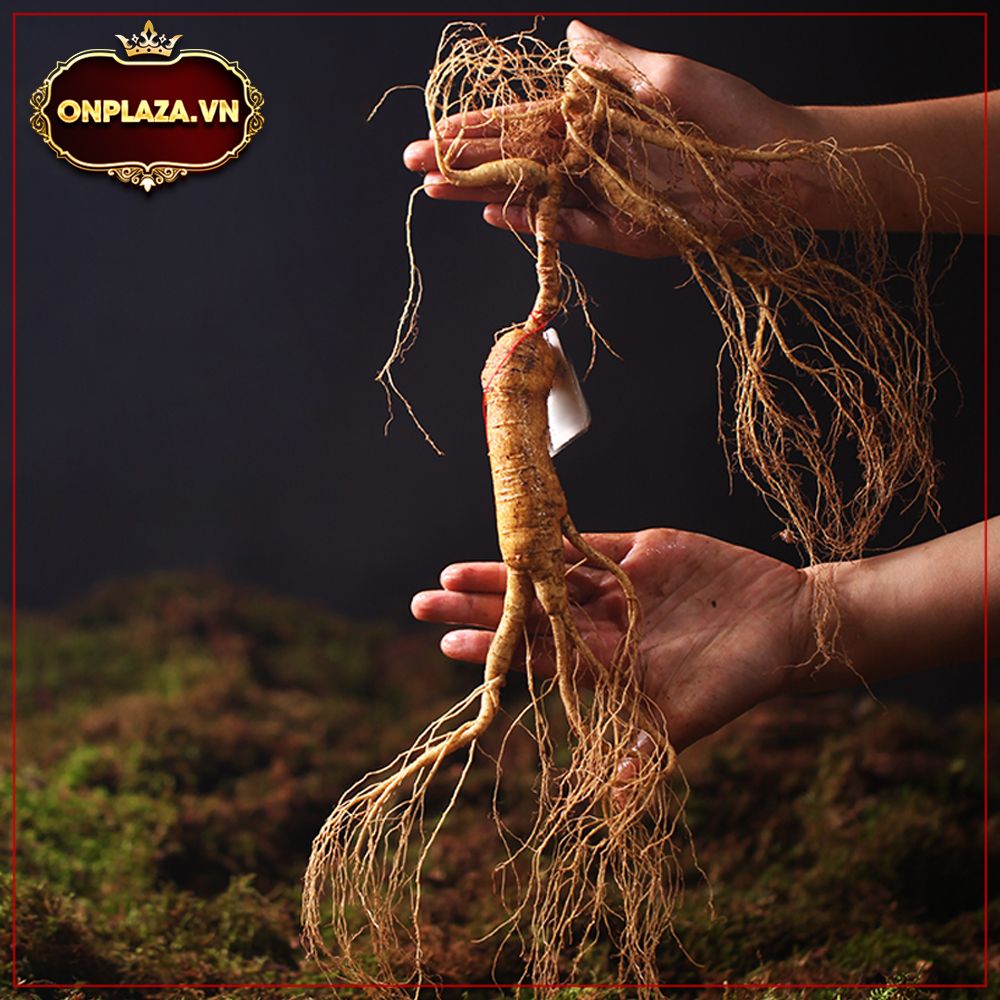 Sâm núi tươi nguyên củ Trường Bạch Cát Lâm 1