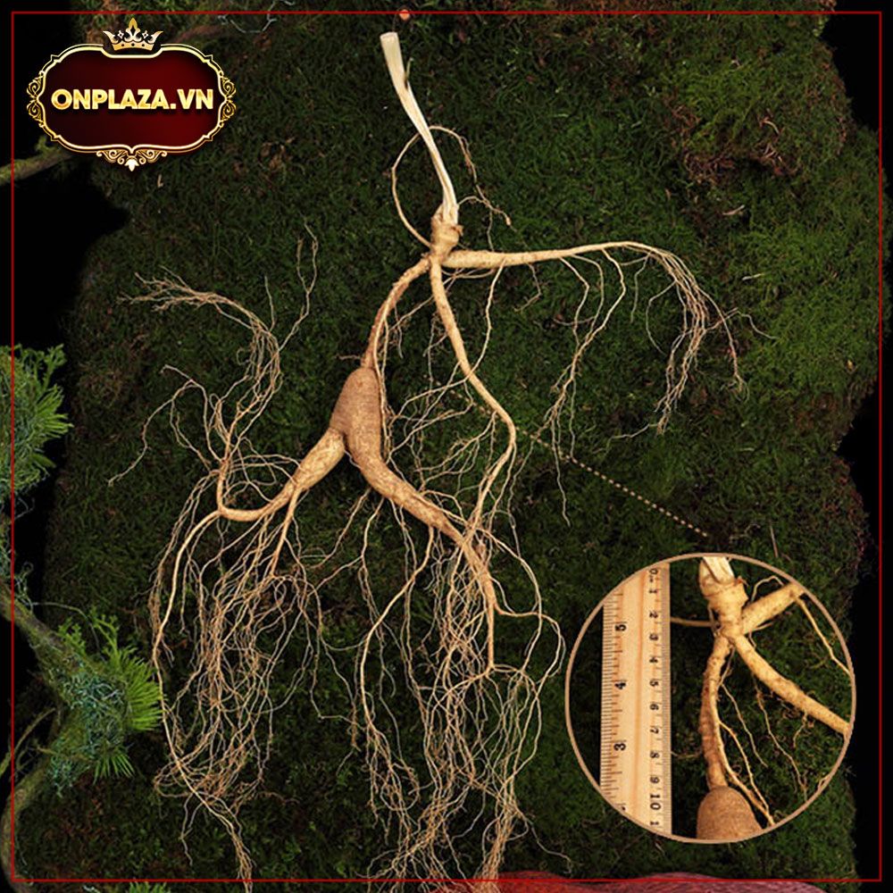 Sâm tươi núi Trường Bạch - Sâm mới hạ sơn