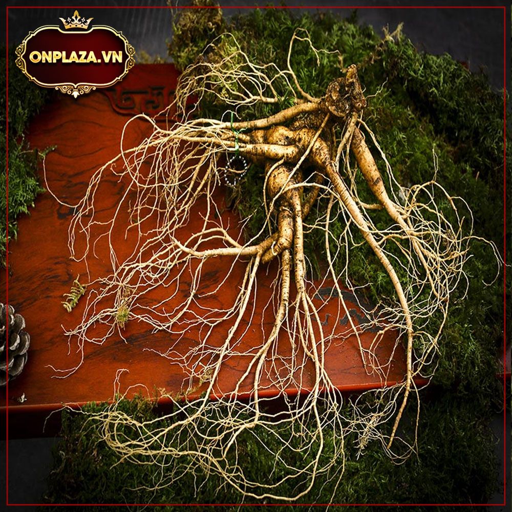 Sâm tươi núi Trường Bạch - Sâm mới hạ sơn 1