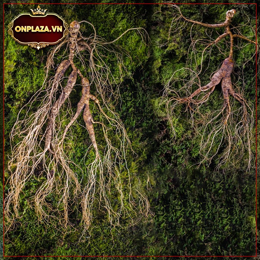 Sâm tươi núi Trường Bạch - Sâm mới hạ sơn 2