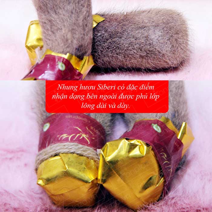 Nhung Hươu Tươi Hoang Dã Săn Bắn-NH009 ảnh2