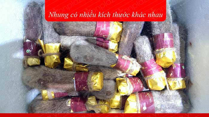 Nhung Hươu Tươi Hoang Dã Săn Bắn-NH009 ảnh3