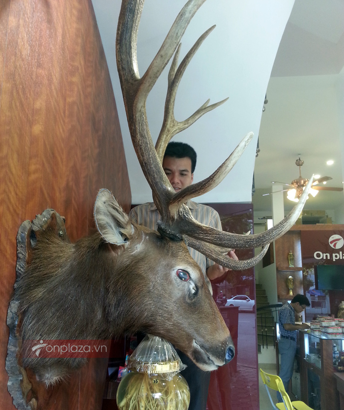 Đầu hươu nguyên chiếc treo tường NH017 a1