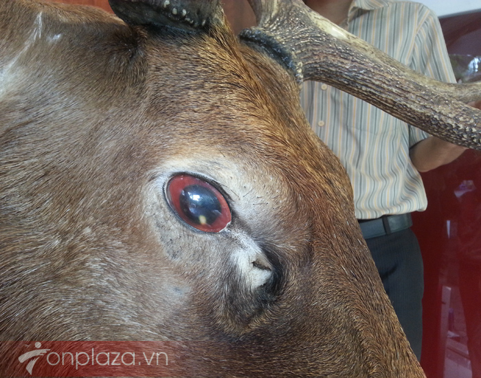 Đầu hươu nguyên chiếc treo tường NH017 a3