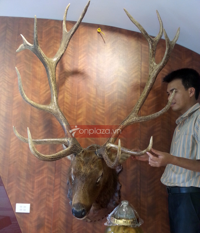 Đầu hươu nguyên chiếc treo tường NH017 a4