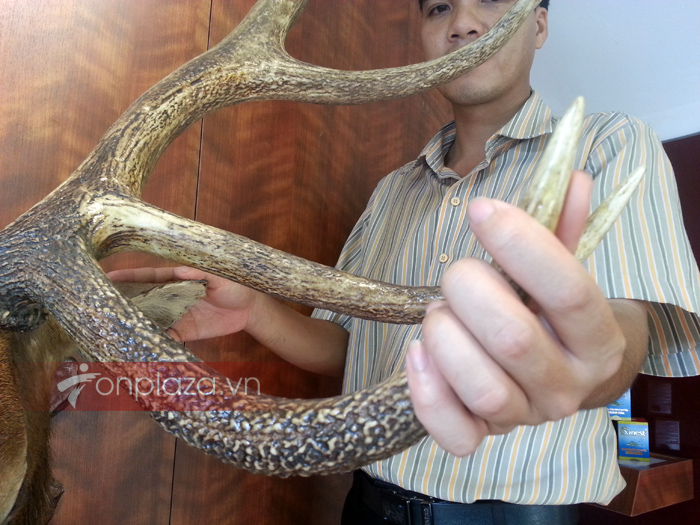 Đầu hươu nguyên chiếc treo tường NH017 a5