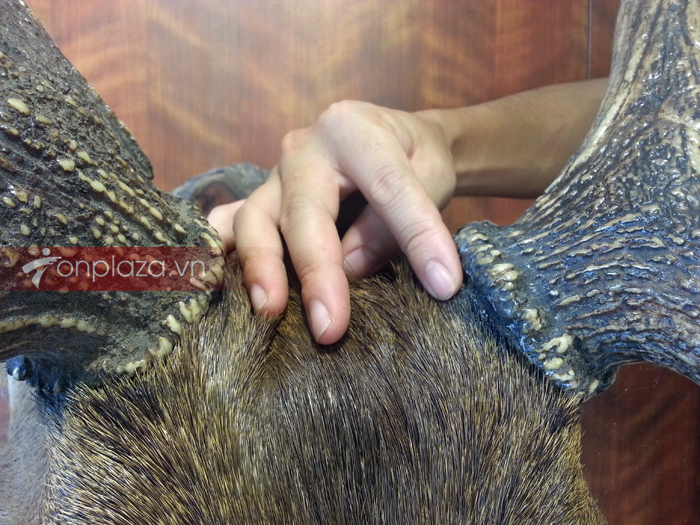 Đầu hươu nguyên chiếc treo tường NH017 a6