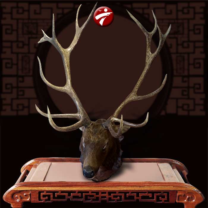 Đầu Hươu Nguyên Chiếc NH017 ảnh0