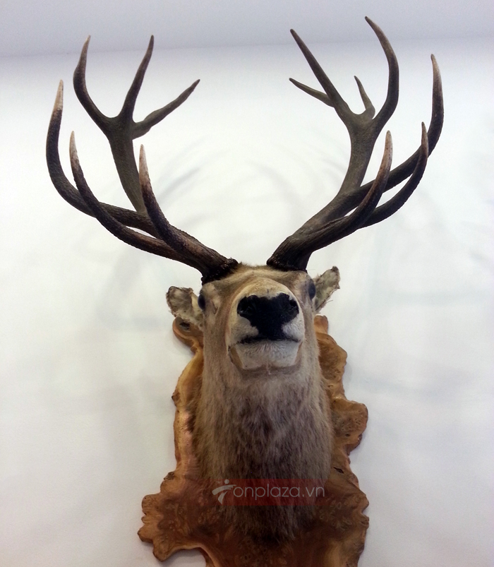 Đầu hươu nguyên chiếc treo tường NH018 a1