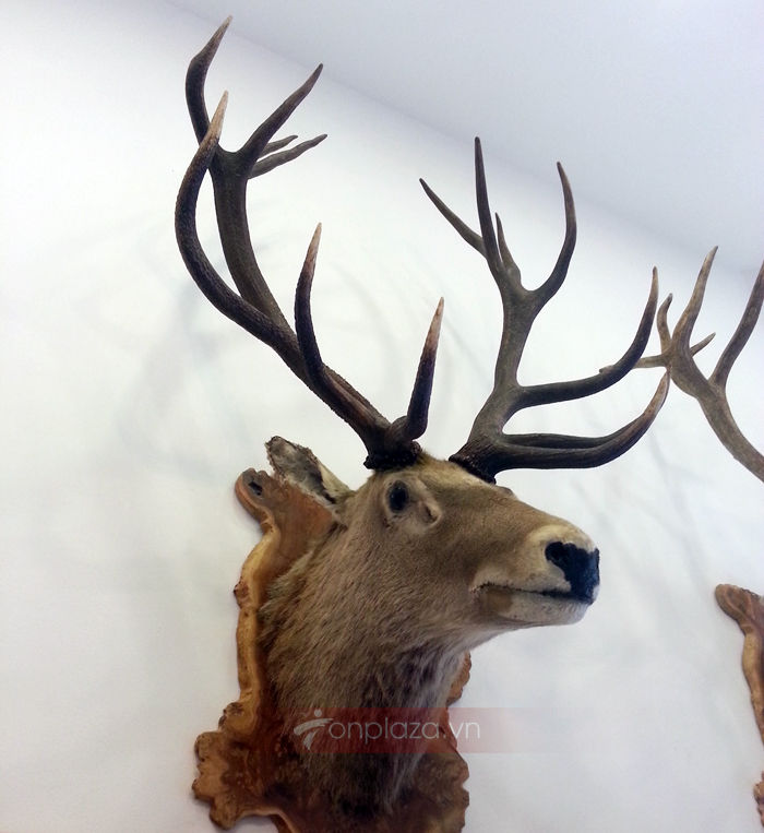 Đầu hươu nguyên chiếc treo tường NH018 a2