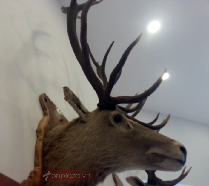 Đầu hươu nguyên chiếc treo tường NH018 a3