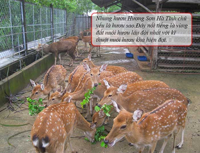 Nhung hươu tươi non mềm Hương Sơn loại hàng chất lượng cao 1