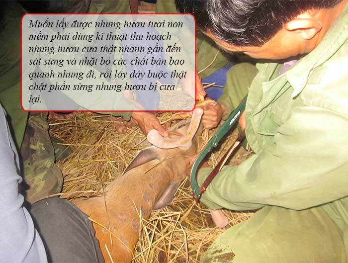 Nhung hươu tươi non mềm Hương Sơn loại hàng chất lượng cao 2