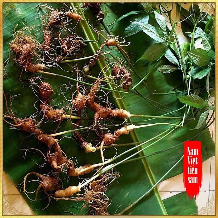 Sâm Ngọc Linh trồng 8 – 10 năm tuổi 20 củ/kg NS179