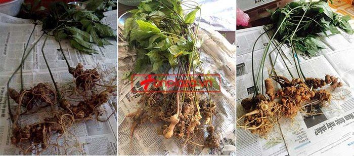 Sâm Ngọc Linh trồng 8 – 10 năm tuổi 20 củ/kg NS179 9