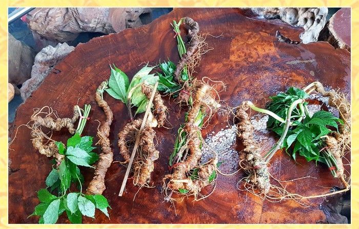 Sâm Ngọc Linh trồng 8 – 10 năm tuổi 20 củ/kg NS179 10