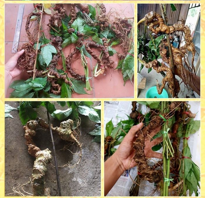 Sâm Ngọc Linh trồng 8 – 10 năm tuổi 20 củ/kg NS179 11