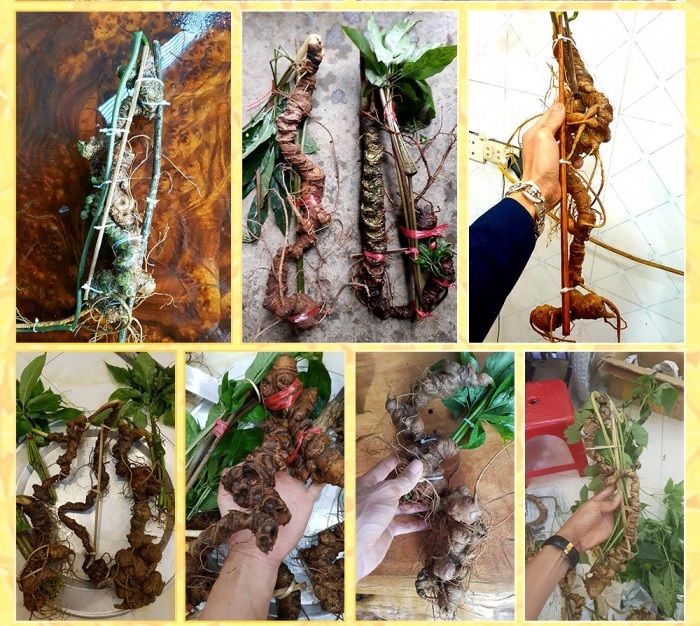 Sâm Ngọc Linh trồng 8 – 10 năm tuổi 20 củ/kg NS179 12