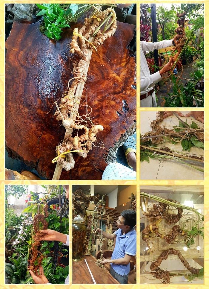 Sâm Ngọc Linh trồng 8 – 10 năm tuổi 20 củ/kg NS179 13