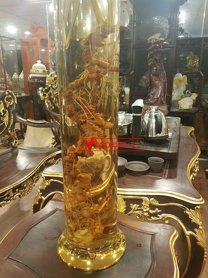 Bình sâm Ngọc Linh 41 lít, sâm chuẩn thượng hạng 3