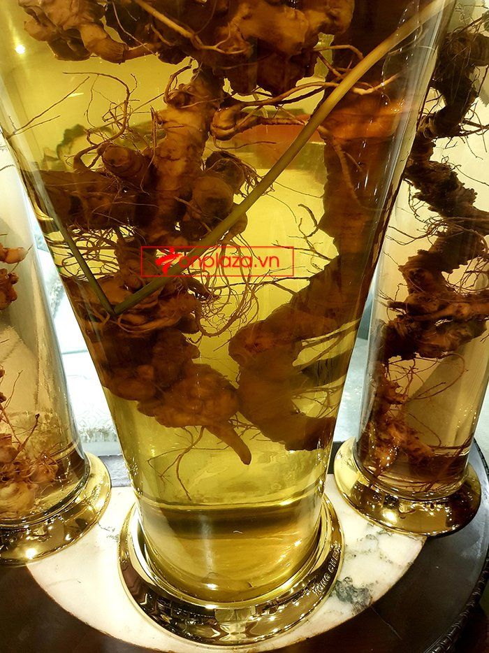 Bình sâm Ngọc Linh 41 lít, sâm chuẩn thượng hạng 5