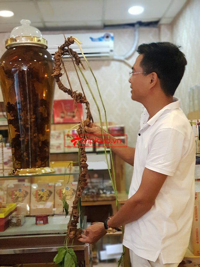 Bình sâm Ngọc Linh 41 lít, sâm chuẩn thượng hạng 8