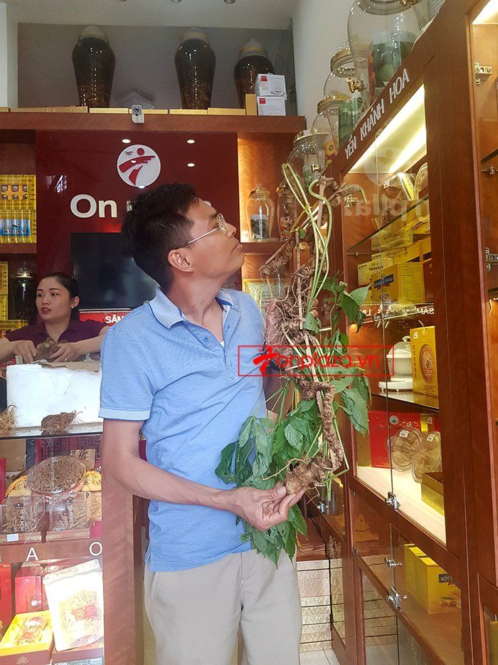 Bình sâm Ngọc Linh 41 lít, sâm chuẩn thượng hạng 9