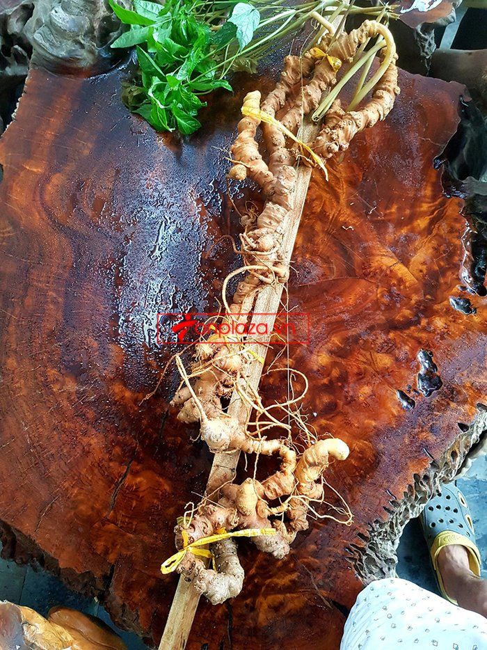 Bình sâm Ngọc Linh 41 lít, sâm chuẩn thượng hạng 10