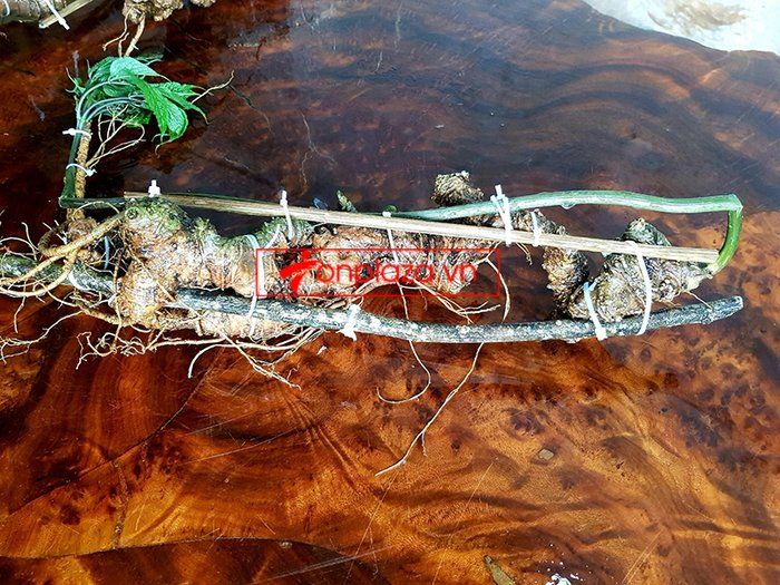 Bình sâm Ngọc Linh 41 lít, sâm chuẩn thượng hạng 11