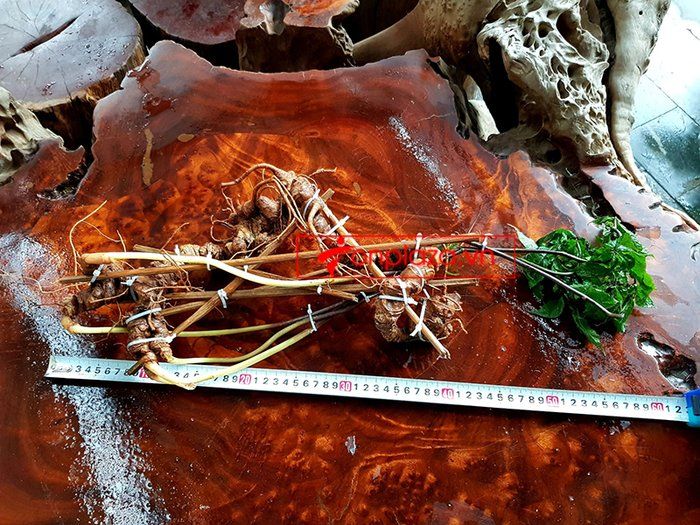 Bình sâm Ngọc Linh 41 lít, sâm chuẩn thượng hạng 12