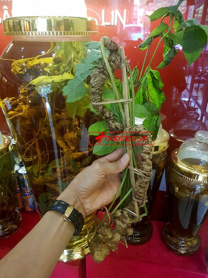 Bình sâm Ngọc Linh 41 lít, sâm chuẩn thượng hạng 13