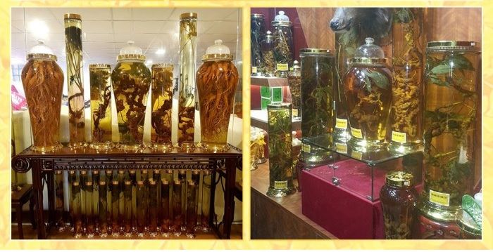 Bình sâm Ngọc Linh 41 lít, sâm chuẩn thượng hạng 16