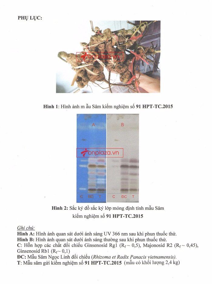 Kết quả kiểm nghiễm mẫu sâm ngọc linh tự nhiên 150 tuổi quý hiếm loại 2.4kg/củ 2
