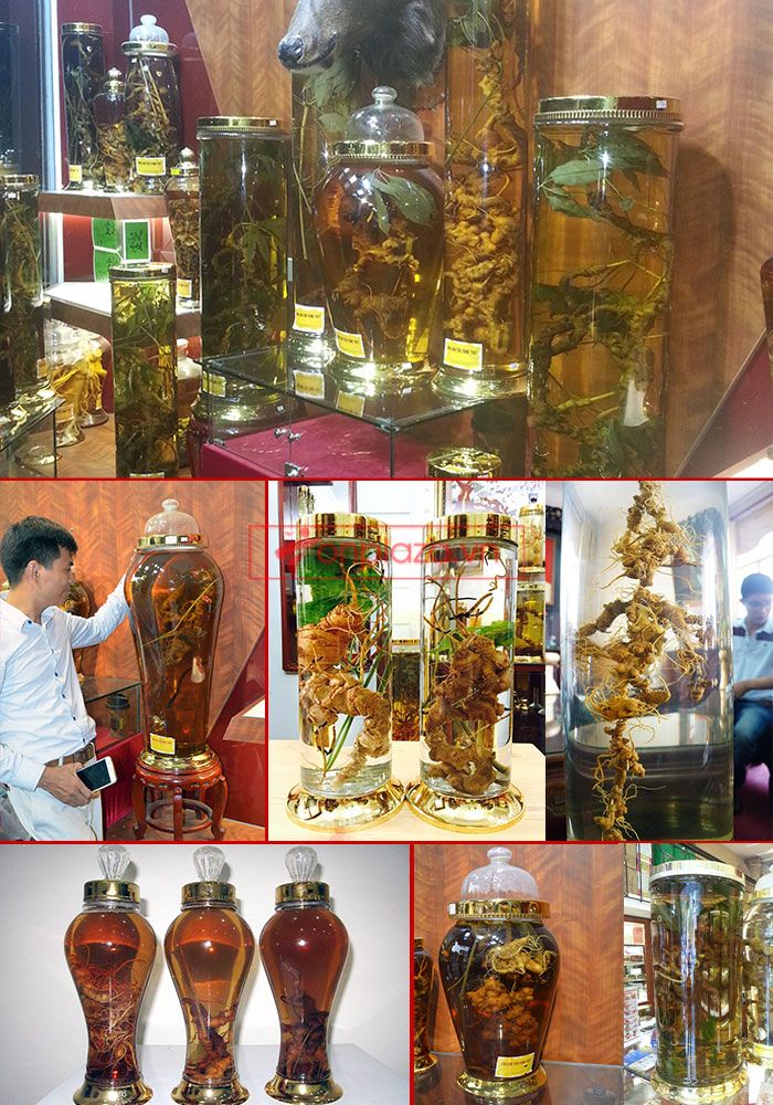 Một số bình ngâm sâm ngọc linh hiện có tại onplaza 6
