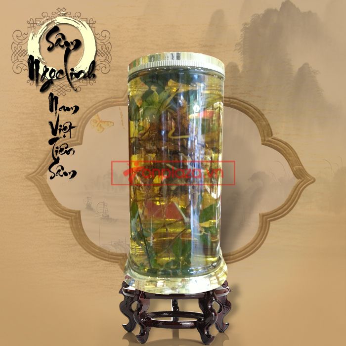 Bình Sâm Ngọc Linh tự nhiên 150 tuổi quý hiếm loại 2,4kg/củ