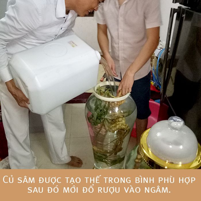 Bình Sâm Ngọc Linh tự nhiên 150 tuổi quý hiếm loại 2,4kg/củ 2