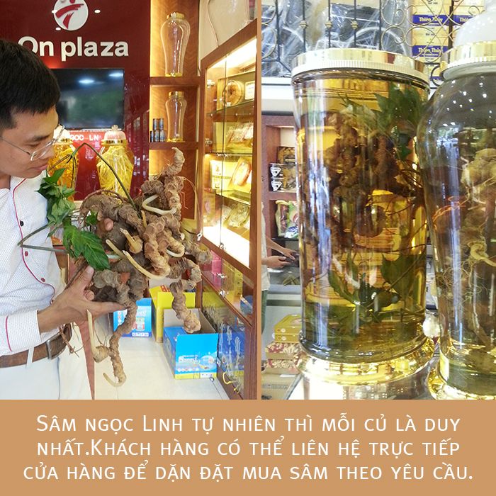 Bình Sâm Ngọc Linh tự nhiên 150 tuổi quý hiếm loại 2,4kg/củ 3