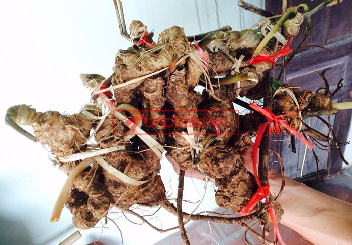 Bình Sâm Ngọc Linh tự nhiên 150 tuổi quý hiếm loại 2,4kg/củ 4