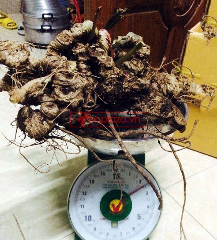 Bình Sâm Ngọc Linh tự nhiên 150 tuổi quý hiếm loại 2,4kg/củ 5