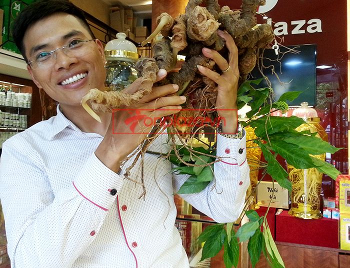 Bình Sâm Ngọc Linh tự nhiên 150 tuổi quý hiếm loại 2,4kg/củ 6