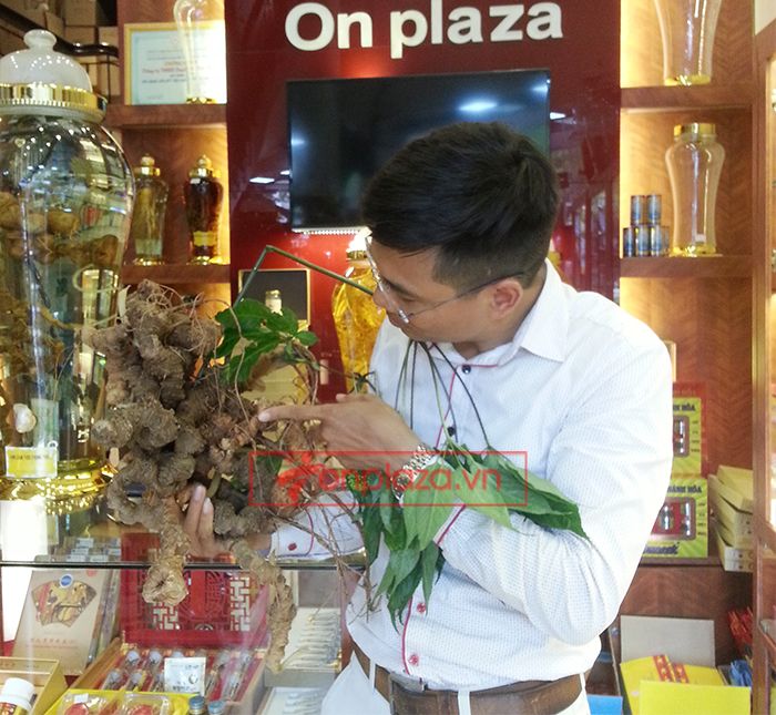 Bình Sâm Ngọc Linh tự nhiên 150 tuổi quý hiếm loại 2,4kg/củ 7