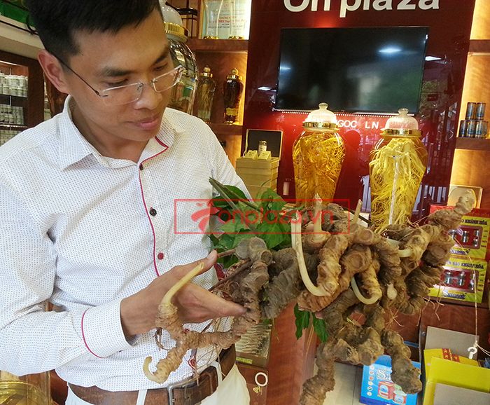 Bình Sâm Ngọc Linh tự nhiên 150 tuổi quý hiếm loại 2,4kg/củ 8