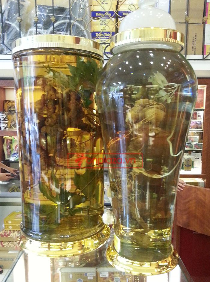 Bình Sâm Ngọc Linh tự nhiên 150 tuổi quý hiếm loại 2,4kg/củ 9