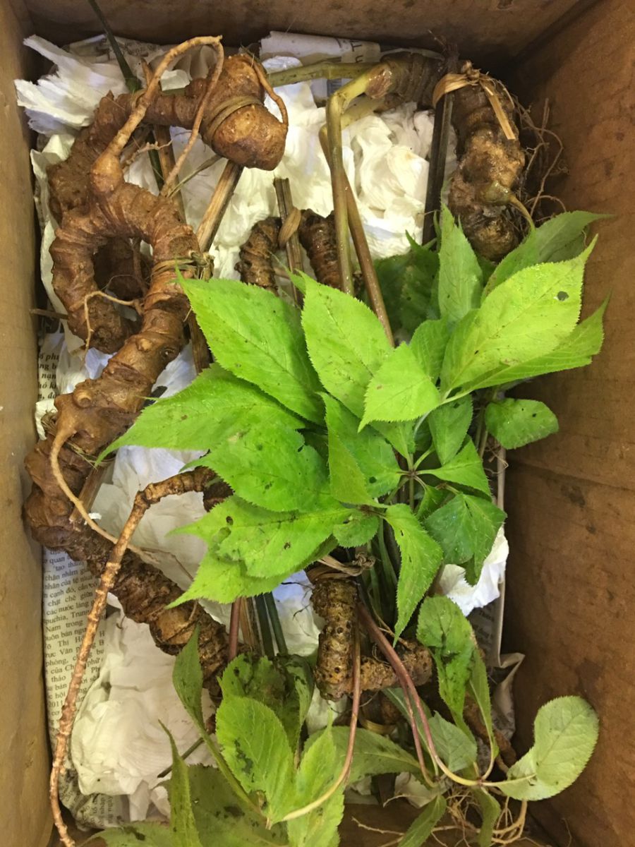 Sâm Việt Nam có giá trị đặc biệt