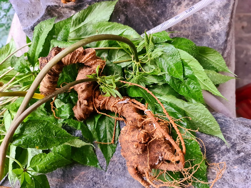 Sâm Lai Châu Thái Minh Tác dụng của sâm Thái Minh Lai Châu